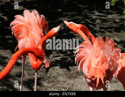 Three Feisty American or Caribbean flamingos  (Phoenicopterus ruber) bickering and  fighting. Stock Photo