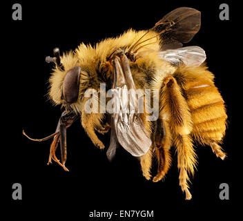Close-up photograph of a male Eucera fulvohirta, a rare bee species