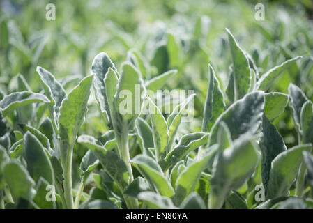 Fresh new shoots of a Stachys Byzantina silver carpet plant in bright spring sunshine. Stock Photo