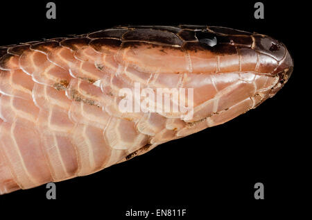 eastern worm snake2 2015-04-20-18.29.44 ZS PMax Stock Photo