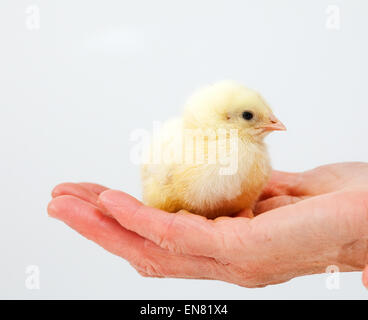 Baby chicken in hand Stock Photo