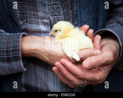 Baby chicken in hand Stock Photo