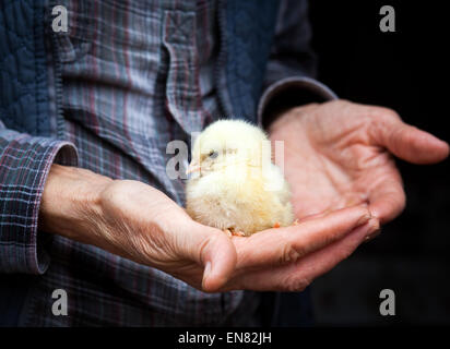 Baby chicken in hand Stock Photo