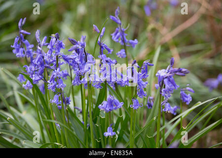 Clumps of wild English bluebells growing in a wood in Bentley, near Atherstone, North Warwickshire. Stock Photo