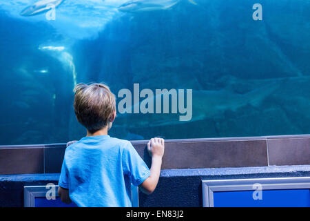 Young man looking at shark in a tank Stock Photo