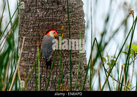 red-bellied woodpecker, viera wetlands Stock Photo