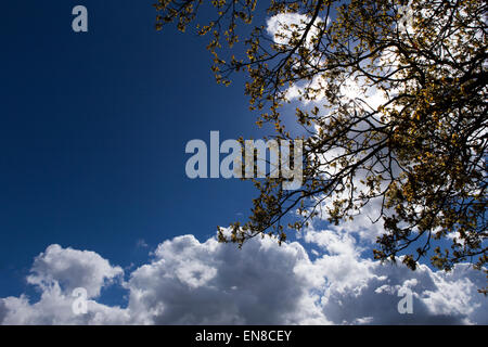 Branches of a tree against a blue cloudy sky Stock Photo