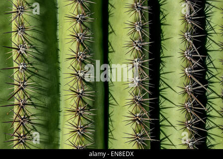 saguaro spines,  saguaro national park, az Stock Photo