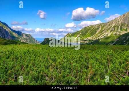 Summer mountain landscape. Picturesque view over dwarf pine trees, lake and summits in Five Pond Valley in Tatra mountains.