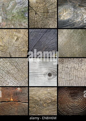 collage of wooden cut trunks textures ready for your design Stock Photo