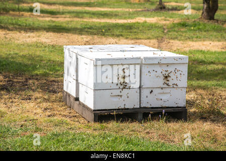 Farmers Bee Boxes Stock Photo