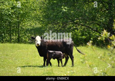 Cow nursing her calf Stock Photo