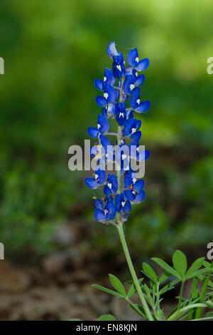 lupinus texensis bluebonnet bloom Texas state flower Stock Photo