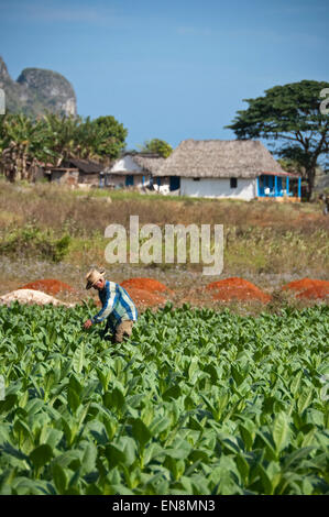 Vertical view of a farmer checking his tobacco crop in Vinales. Stock Photo