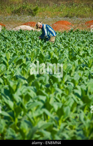 Vertical view of a farmer checking his tobacco crop in Vinales. Stock Photo