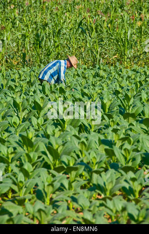 Vertical view of a farmer checking his tobacco crop in Vinales. Stock Photo