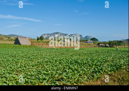 Horizontal landscape of a tobacco plantation in Vinales. Stock Photo