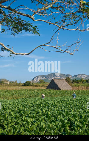 Vertical view of a workers amongst tobacco crops in Vinales. Stock Photo