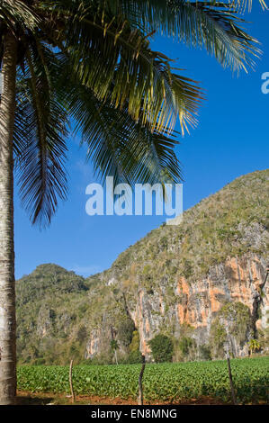 Vertical view of the landscape in Vinales. Stock Photo