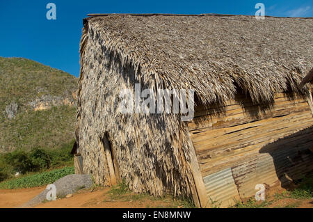 Horizontal view of a drying barn at a tobacco farm in Vinales. Stock Photo