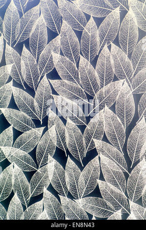 Pattern of leaves on a frosted bathroom window mylar film cover screen Stock Photo