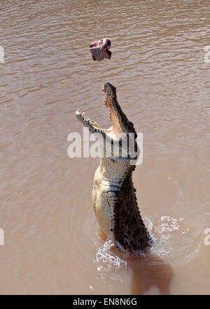 Berry Springs, Australia. 28th April, 2015. An Australian saltwater crocodile jumps out of the Adelaide River to catch pieces of buffalo during a familiarization tour of the Northern Territory for U.S. Marines at Territory Wildlife Park April 28, 2015 in Berry Springs, Northern Territory, Australia. The saltwater croc can grow to 17-feet and weigh 2,200 pounds and is the largest terrestrial and riparian predator in the world. Credit:  Planetpix/Alamy Live News Stock Photo