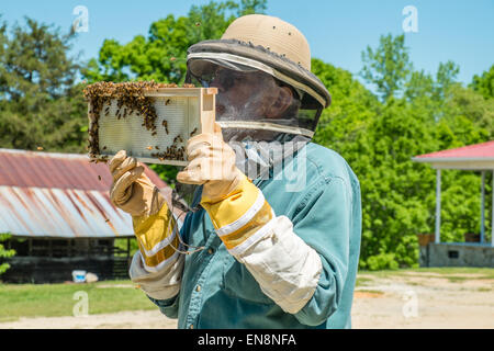 Beekeeper inspecting frames on a Langstroth honeybee hive on a farm in rural South Carolina.