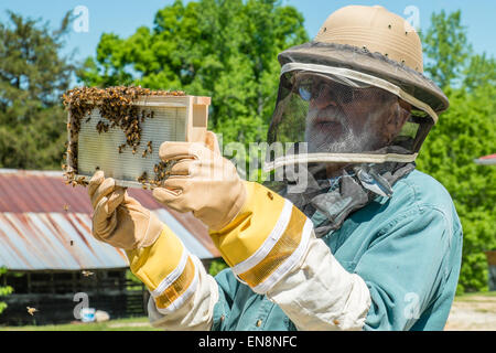 Beekeeper inspecting frames on a Langstroth honeybee hive on a farm in rural South Carolina.