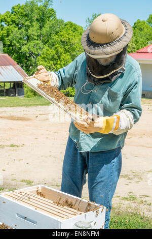 Beekeeper inspecting frames on a Langstroth honeybee hive on a farm in rural South Carolina.