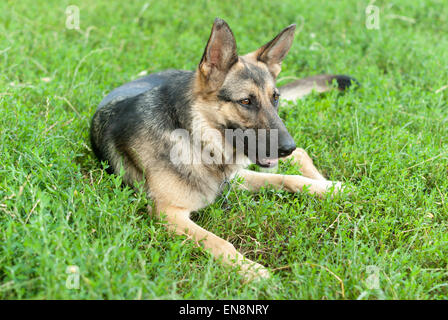German Shepherd dog lying on the grass. Stock Photo