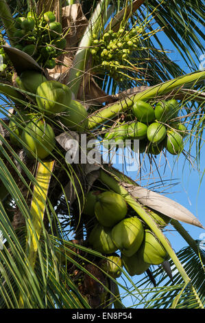Tropical sun shining on fresh green coconut palm tree close-up of bunch of growing unripe Brazilian cocos Stock Photo
