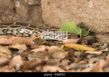 Indian Rock Python in Ranthambhore tiger reserve Stock Photo