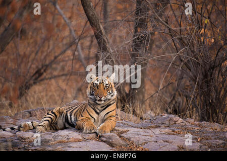 Sub adult tiger sitting on rocky ground in Ranthambhore national park in India Stock Photo