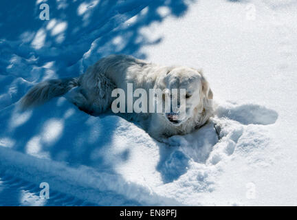 Platinum colored Golden Retriever dog playing on a snow covered mountain trail. Stock Photo