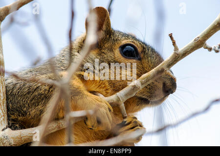 Fox Squirrel (Sciurus niger) in Aspen tree, Central Colorado, USA Stock Photo