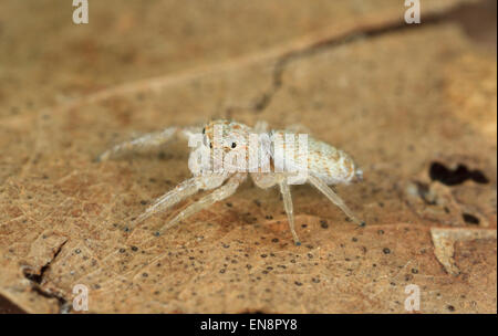 Smal, white jumping spider (Hentzia mitrata) Stock Photo