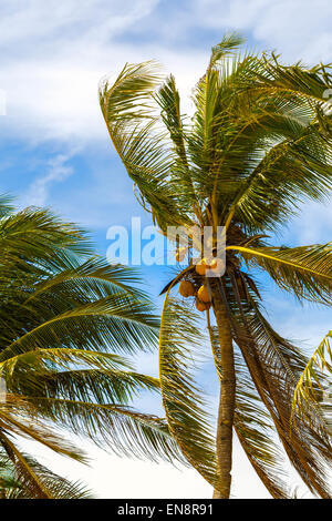 Green palm trees with yellow coconuts on blue tropical sky Stock Photo