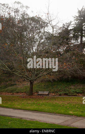 A bench under a tree in the park in autumn with grey skies. Stock Photo