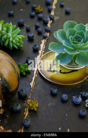 Succulents and blueberries still life with a color palatte of blue, green and yellow against a dark background. Stock Photo