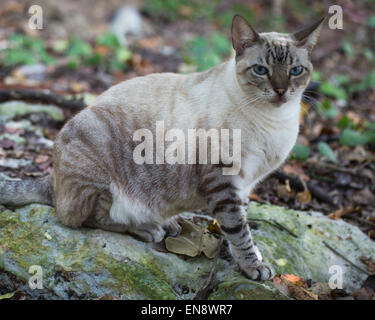 Blue-eyed tabby cat, a domestic cat rescued by and living outdoors at Sandos Caracol Eco Resort Stock Photo