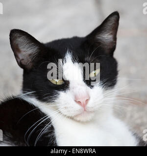 Domestic cat rescued by and living at Sandos Caracol Eco Resort Stock Photo