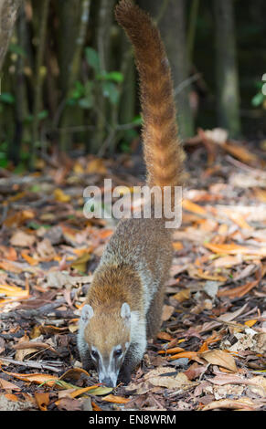 White-nosed coati (Nasua narica) foraging in tropical forest
