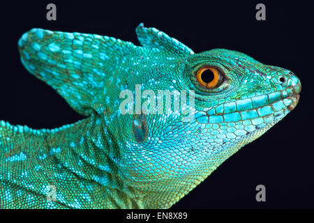 Plumed basilisk (Basiliscus plumifrons) Stock Photo