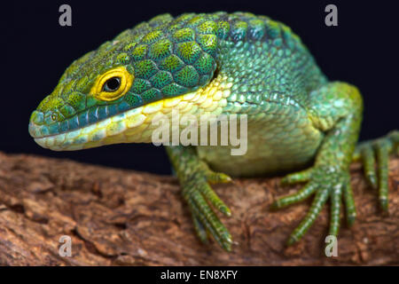 Arboreal alligator lizard (Abronia graminea)