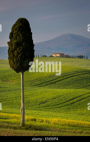 Cypress trees and winding road to villa near Pienza, Tuscany, Italy Stock Photo