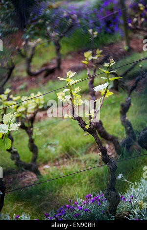 Signs of spring at the Clos Montmartre Vineyard, Paris, France Stock Photo