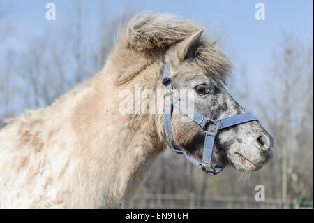 Closeup portrait of a beautiful horse pony Stock Photo