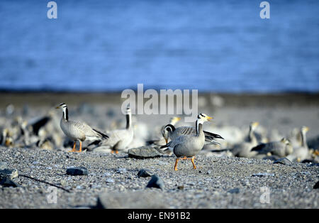 Xining. 29th Apr, 2015. A flock of bar-headed geese (Anser indicus) look for food by the Qinghai Lake in northwest China's Qinghai Province, April 29, 2015. Qinghai Lake, China's largest inland salt water lake, is a habitat for over 400,000 birds every year. © Zhang Hongxiang/Xinhua/Alamy Live News Stock Photo