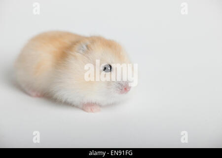 Russian Dwarf Hamster, young / (Phodopus sungorus)|Dsungarischer Zwerghamster, Jungtier / (Phodopus sungorus) Stock Photo
