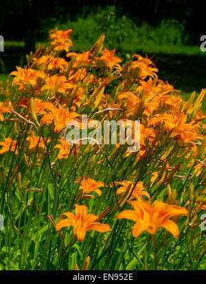 A bed of lilies(Lilium lancifolium)
